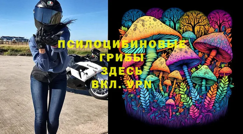 Псилоцибиновые грибы Psilocybe  Павловск 